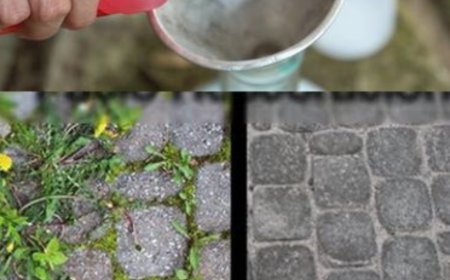 Unkultivierter Garten, nur mit dieser Zutat beseitigen Sie jegliches Unkraut und Sträucher