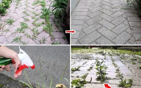 So beseitigen Sie Unkraut dauerhaft von Ihrer Terrasse oder Ihrem Garten