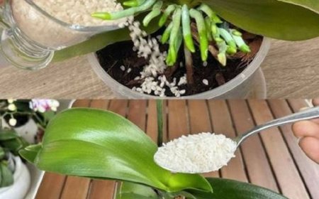 Düngen Sie die Orchidee, damit sie lange und üppig blüht