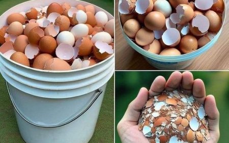 Eierschale: ein unerwarteter Helfer im Garten