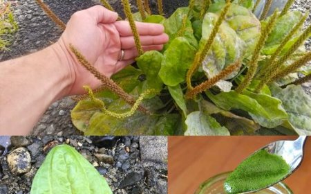 Breitwegerich: Das Heilkraut der Natur enthüllt