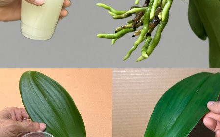 Gießen Sie damit Ihre Orchideenblüten