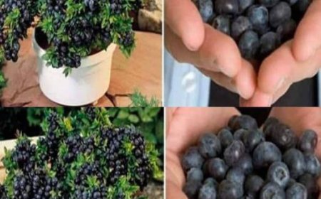 Wie pflanzt man zu Hause Blaubeeren an, sodass man unendlich viele davon hat und nie wieder welche kaufen muss