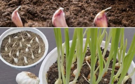 Knoblauch, mit dieser Methode vermehren Sie ihn unendlich: Gärtner machen es