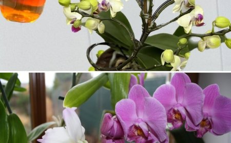 Nur einmal gießen und es wird eine Explosion geben! Orchideen blühen sofort und bringen das ganze Jahr über NONSTOP neue Blüten hervor