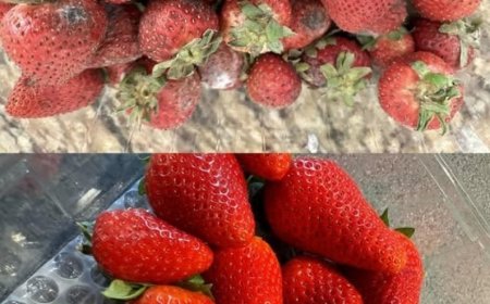 So bleiben Erdbeeren länger frisch