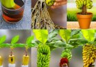 Aus einer Banane einen Bananenbaum züchten: Eine Schritt-für-Schritt-Anleitung