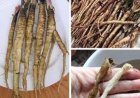 A plant that destroys cancer cells in just 48 hours! It’s 100 times more effective than chemotherapy.