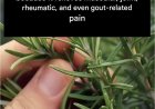 How to grow this plant abundantly at home.
