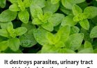 It is one of the most powerful plants in the world.