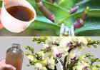 Very leafy orchid, if you water it with this it will be 10 times more beautiful