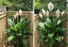 Place a Tablespoon on Any Plant at Home: What to Expect