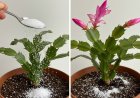 Fall Awakening: Breathing Life into House Flowers with a Little Secret