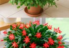 How to Make Your Christmas Cactus Bloom with a Simple Kitchen Remedy