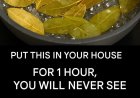 Say goodbye to flies, mosquitoes and cockroaches boiling these leaves