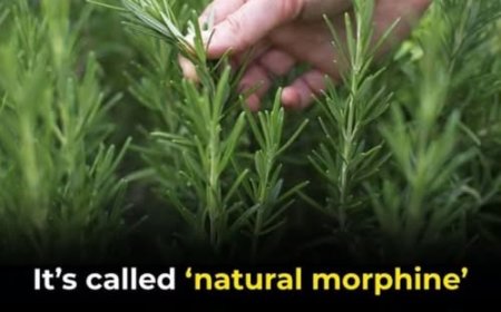 The Age-Defying Herb, How Rosemary Supports Brain Health, Immunity, and Emotional Balance