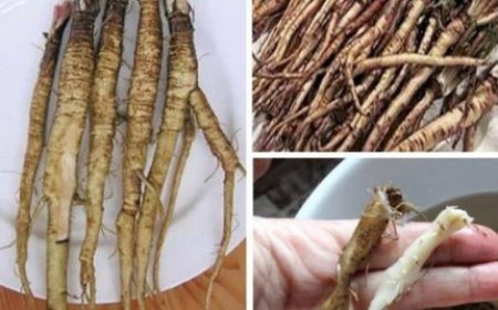 A plant that destroys cancer cells in just 48 hours! It’s 100 times more effective than chemotherapy.