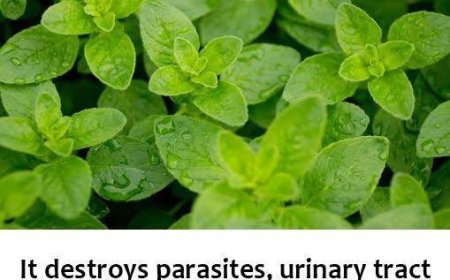 It is one of the most powerful plants in the world.