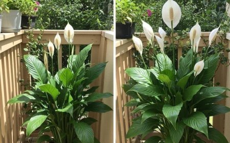 Place a Tablespoon on Any Plant at Home: What to Expect