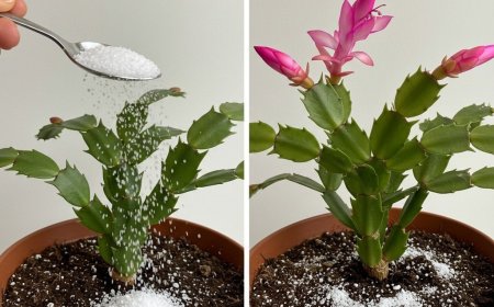 Fall Awakening: Breathing Life into House Flowers with a Little Secret