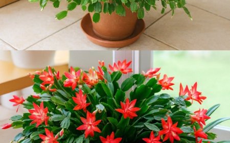 How to Make Your Christmas Cactus Bloom with a Simple Kitchen Remedy