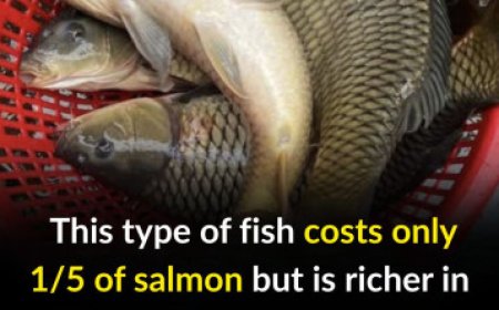 This type of fish costs only 1/5 of salmon but is richer in protein, making it one of the most nutritious choices available