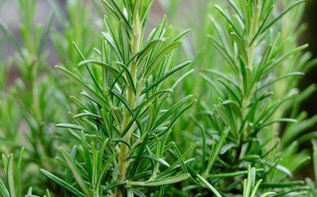 The Benefits of Rosemary for Older Adults: Nature’s Help for Healthy Aging