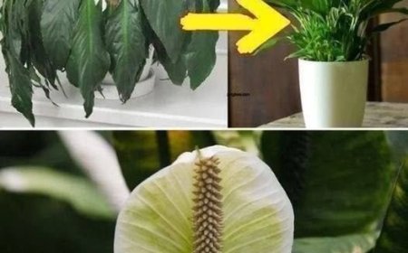 Place a Tablespoon on Any Plant at Home: What to Expect