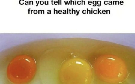 which egg came from a healthy chicken