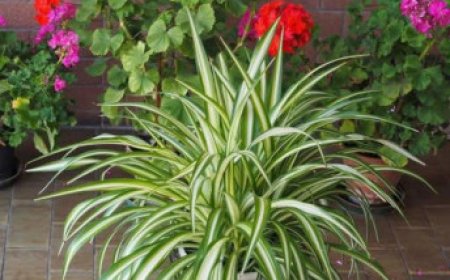 6 Reasons Why Everyone Should Have a Spider Plant at Home