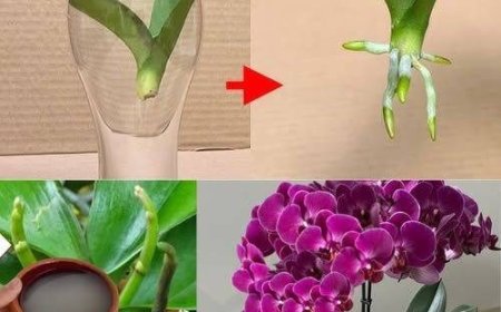 My Neighbor Threw Away an Orchid: I Rescued It, and Two Months Later, I Returned It Regenerated and Healthy