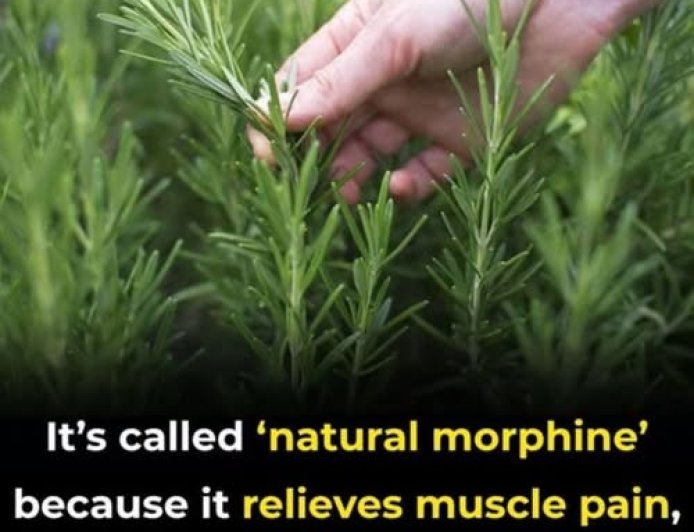 The Age-Defying Herb, How Rosemary Supports Brain Health, Immunity, and Emotional Balance