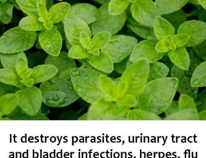 It is one of the most powerful plants in the world.