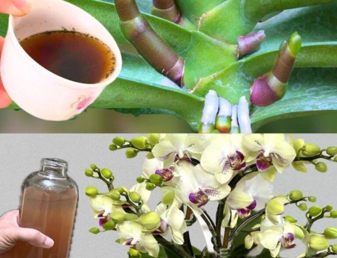 Very leafy orchid, if you water it with this it will be 10 times more beautiful
