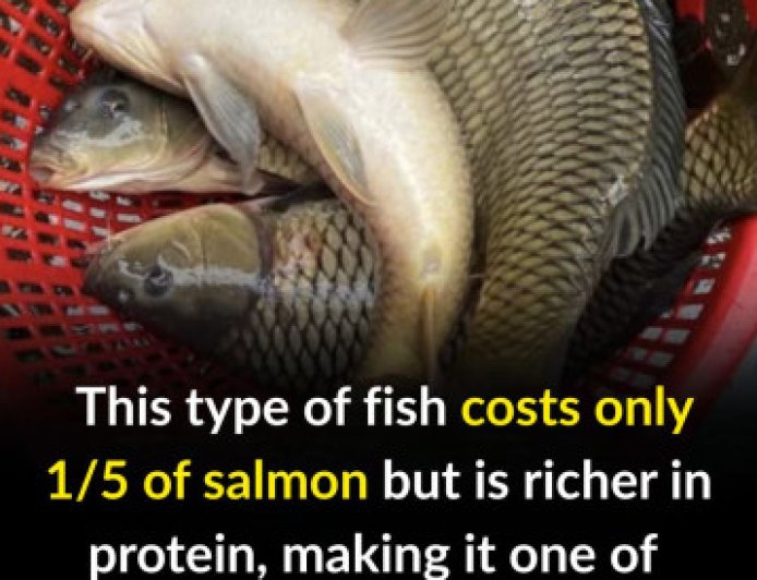 This type of fish costs only 1/5 of salmon but is richer in protein, making it one of the most nutritious choices available