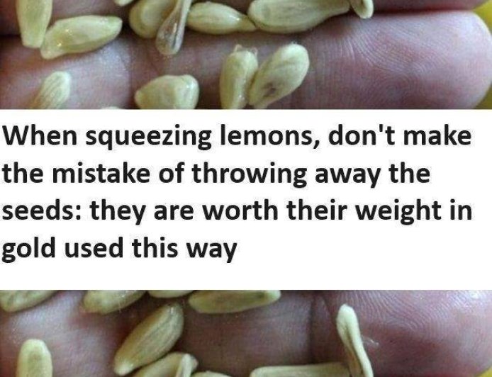 When squeezing lemons, don’t make the mistake of throwing away the seeds: they are worth their weight in gold used this way