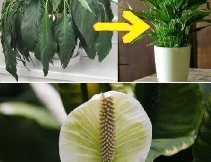 Place a Tablespoon on Any Plant at Home: What to Expect