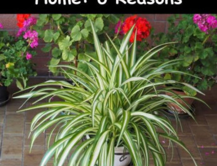 6 Reasons Why Everyone Should Have a Spider Plant at Home