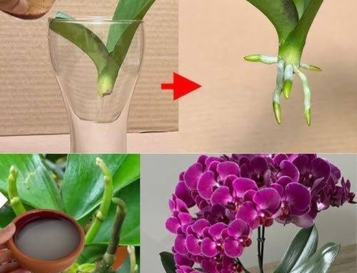 My Neighbor Threw Away an Orchid: I Rescued It, and Two Months Later, I Returned It Regenerated and Healthy