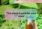 Cuban Oregano (Orégano Orejón) for Eye Health: Gentle Home Remedies