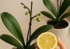 1 lemon is all that’s needed to revive an orchid. Here’s how it works