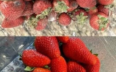How To Keep Strawberries Fresh For Longer