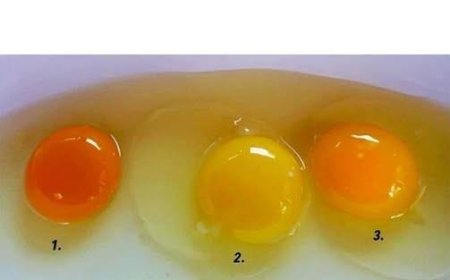 How to Identify Eggs from Healthy Chickens