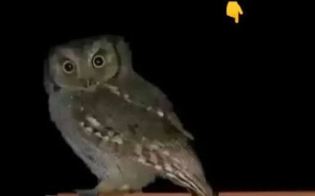 Owls: nocturnal mysteries, legends, and virtues