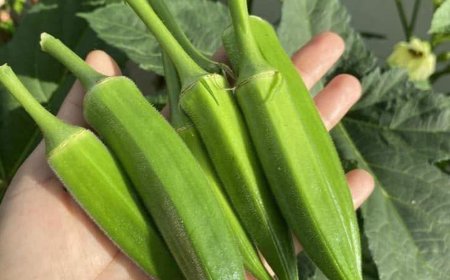 OKRA BENEFITS: 20 Impressive Health Benefits You Need to Know