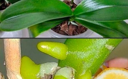 Did you know that tea and lemon are enough to give new life to orchid plants