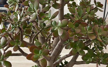 Many people have a money tree in their homes, but few know its true secrets