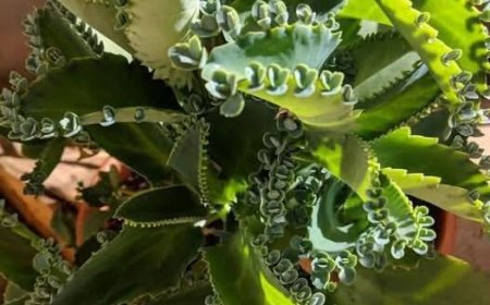 This plant is a miracle of nature – it is called natural chemotherapy