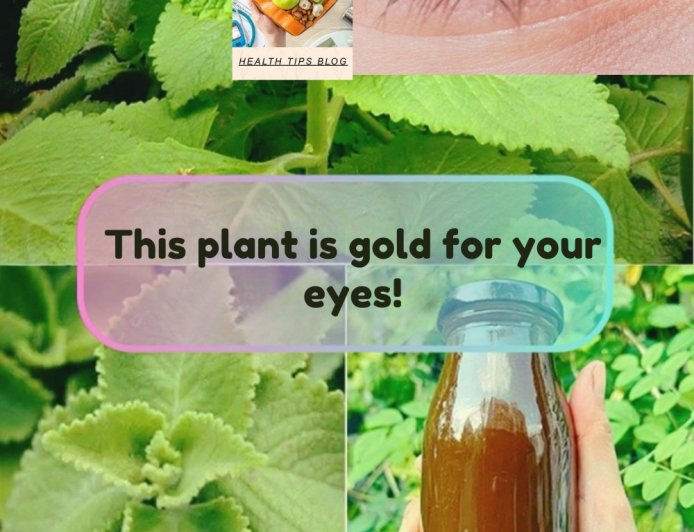 Cuban Oregano (Orégano Orejón) for Eye Health: Gentle Home Remedies