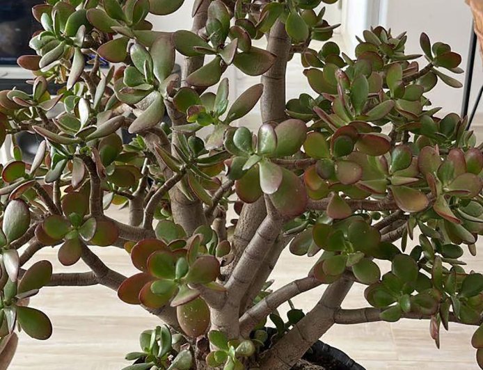 Many people have a money tree in their homes, but few know its true secrets